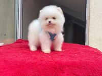 Irk Ve Sağlık Garantili Pomeranian Boo