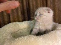 CİNNAMON VE LİLAC SCOTTİSH STRAİGHT BEBEKLER