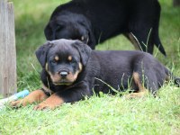 SAFKAN ŞECERELİ ŞAMPİYON YAVRU KÖPEKLER