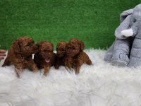 Bizimle iletişime geçmeden karar vermeyin poodle