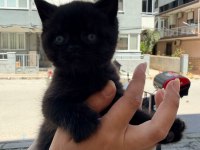 2 aylık dişi british shorthair