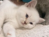 12 Mayıs doğumlu british shorthair yavrularımız