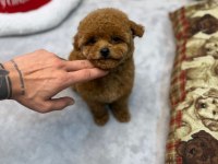 Kore toy poodle