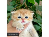 British Shorthair Yavrular