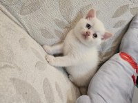 British shorthair bebekler yeni yuvalarını arıyor