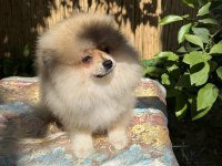 Pomeranian boo erkek garantili