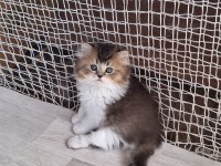 Scottish fold ve british shorthair yavrularımız