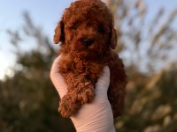 Özel olmak isteyene kore erkek poodle