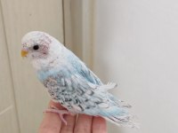 Yavru Spangle Erkek Muhabbet Kuşlarımız
