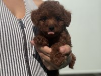 Poodle Prenses