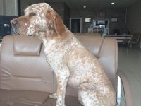 Eğitimli Av Köpeği