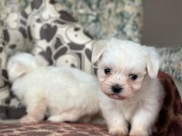 Maltese Terrier Yavrular