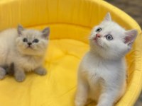 British shorthair yavrularımız