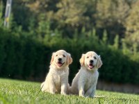 Golden Retriever Yavruları Istanbul