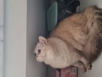British shorthair blue point chilcilla