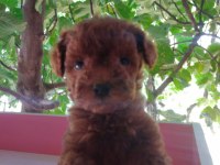 Tuvalet eğitimli erkek toy poodle yavrular