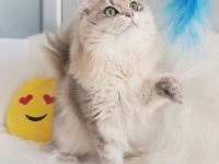 Cinnamon taşıyıcı british longhair