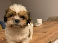 ÜST KALİTE SHIH-TZU YAVRU İSTEYENE