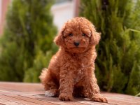 Toy Poodle Yavrular