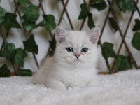 Ay1133 Erkek British Shorthair Golden Point