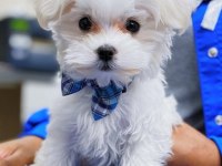 Maltese Terrier Adrese Teslim, Kapıda Ödeme Yapabilirsiniz