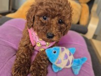 Toy poodle kore ve kore kan yavrular
