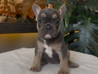 RENGARENK FRENCH BULLDOG YAVRULARIM EGZOTİK