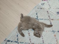Scottish Fold erkek 12 aylık