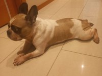 Bal Kız Fransız Bulldog