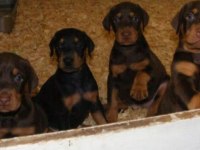 Siyah ve kızıl king doberman yavrularımız