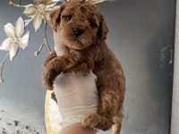 Safkan anne altından ev üretimi toy poodle