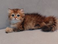 SAFKAN BRITISH GOLDEN ERKEK YAVRU