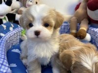 0 NUMARA MALTİPOO YAVRULAR (tuvalet eğitimli)