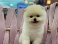 Orijinal yavru pomeranian boo