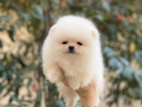 Orjinal pomeranian