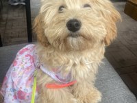 Yuvarlak Surat Maltipoo
