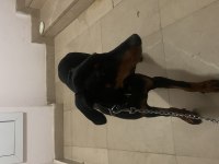 Yetiştirilmiş doberman köpeği