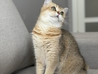 Ny11 dişi british shorthair
