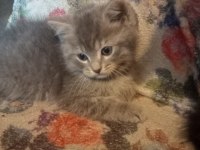 Yavru british shorthair