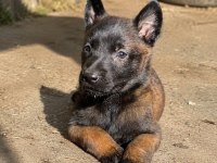 Dişi Belçika Kurdu (Malinois) Yavrusu