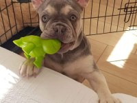 Lilac tan quad french bulldog
