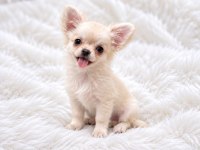 Longhair chihuahua WC eğitimli