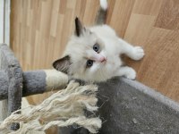Dünyalar Güzeli Ragdoll Bicolor Seal Yavrular