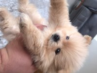 POMERANİAN BOO ERKEK DOSTA GİDER FP