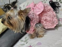 Dişi 8 aylık yorkshire terrier