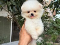 ORJİNAL POMERANİAN BOO KÖPEKLER