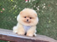 Yavru Pomeranian Boolarımız