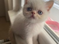 Yakışıklı yaklaşık 2 aylık chinchilla bebek