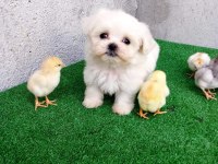0 numara maltese terier bebekler