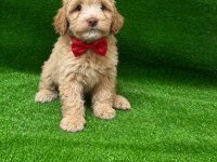 Maltipoo Bebekler
